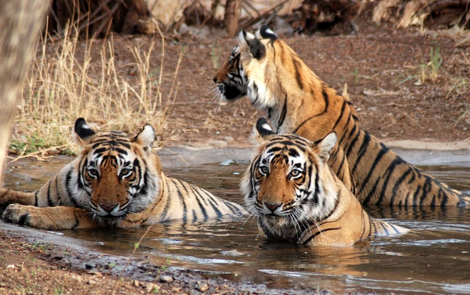 Durga Devi Zone in Jim Corbett National Park
